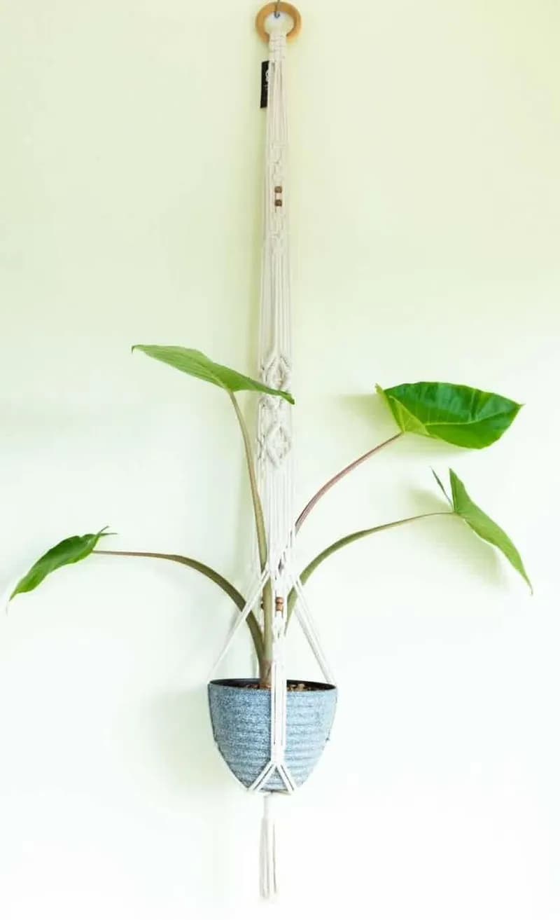 Multi-tiered plant hanger layout