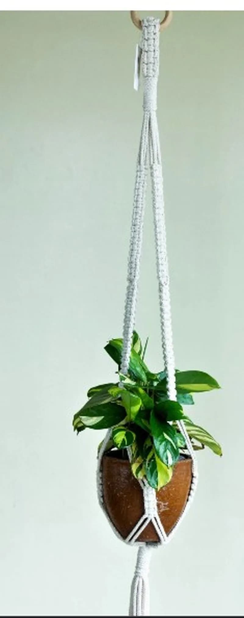 Terracotta planter organic ropes